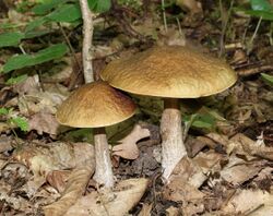 Leccinum pseudoscabrum 2020 G1.jpg