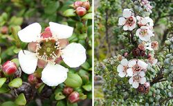 Leptospermum recurvum (13944334739).jpg