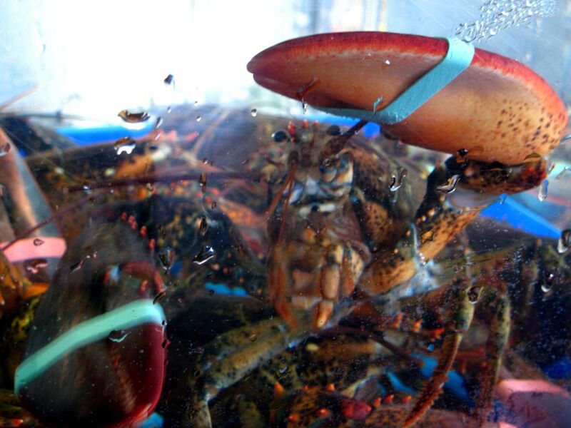 File:Lobster for sale in Connecticut in salt water tank.jpg
