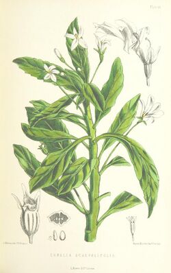 MELLISS(1875) p415 - PLATE 46 - Lobelia Scaevolifolia.jpg