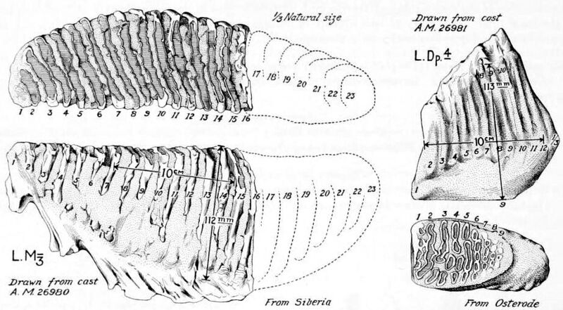 File:Mammuthus primigenius lectotypes.jpg