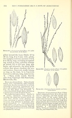 Manual of the grasses of the United States (Page 584) BHL42021223.jpg