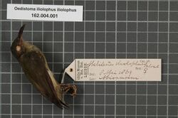 Naturalis Biodiversity Center - RMNH.AVES.133673 1 - Oedistoma iliolophus iliolophus (Salvadori, 1876) - Meliphagidae - bird skin specimen.jpeg