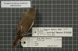 Naturalis Biodiversity Center - RMNH.AVES.54613 1 - Gerygone tenebrosa tenebrosa (Hall, 1901) - Acanthizidae - bird skin specimen.jpeg