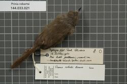 Naturalis Biodiversity Center - RMNH.AVES.59622 1 - Prinia robertsi Benson, 1946 - Sylviidae - bird skin specimen.jpeg