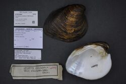 Naturalis Biodiversity Center - ZMA.MOLL.210019 - Pleurobema cordatum (Rafinesque, 1820) - Unionidae - Mollusc shell.jpeg