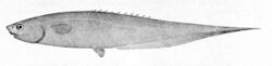 Notacanthus chemnitzii.jpg