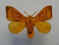 A dead specimen of dark orange/brown moth, spread out on a white background.