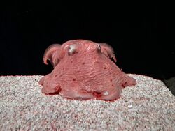 Photograph of small, pink octopus in aquarium.