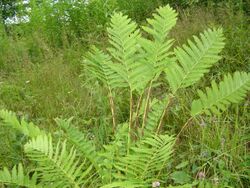 Osmunda claytoniana JSG.jpg