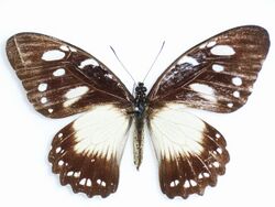 Papilio jacksoni Sharpe, 1891.JPG
