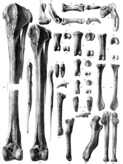 Pezophaps limb bones.jpg