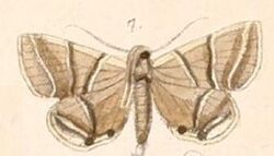 Pl.120-07-Rejectaria palindia (Felder & Rogenhofer 1874).jpg