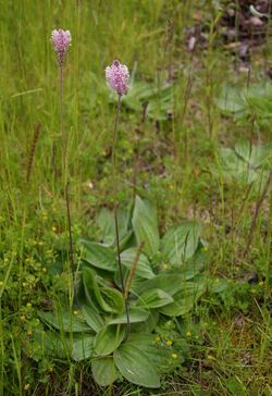 Plantago-media.JPG