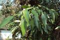 Pothos scandens 05.JPG