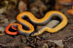 Prairie Ringneck Snake (Diadophis punctatus arnyi).jpg