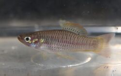 Priapichthys annectens (4) (cropped).jpg