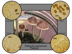 Psilocybe samuiensis.jpg