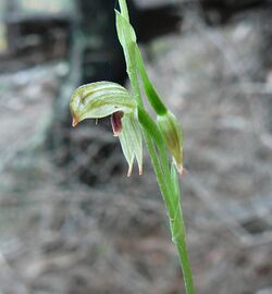 Pterostylis tunstallii.jpg