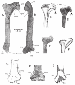 Quilmesaurus and Abelisauridae tibiae.png