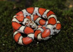 Red Milk Snake (Lampropeltis triangulum syspila) (14521230074).jpg