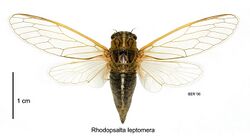 Rhodopsalta leptomera female.jpg