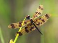 Rhyothemis graphiptera 0678.jpg