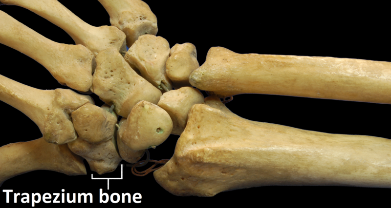 File:RightHumanPosteriorDistalRadiusUlnaCarpals - Trapezium bone.png
