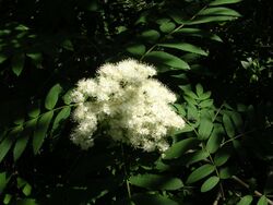 Cluster of fuzzy white flowers against foliage in dappled shadow