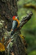 Rufous-bellied Woodpecker - Bhutan S4E8773.jpg