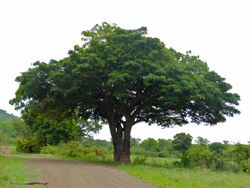 Sausage Tree (Kigelia africana) (11733084614).jpg