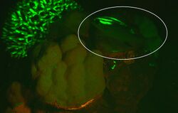 Scolopsis bilineata biofluorescence 2.jpg