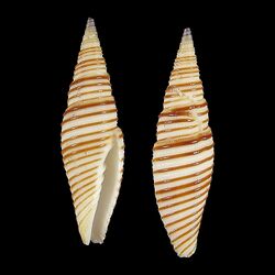 Seashell Imbricaria rufogyrata.jpg