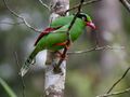 Short-tailed Green Magpie (13890572635).jpg