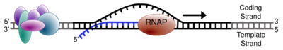 RNA polymerase moving along a stretch of DNA, leaving behind newly synthetized strand of RNA.