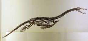 Skeleton Nothosauria naturkundemuseum Berlin.jpg