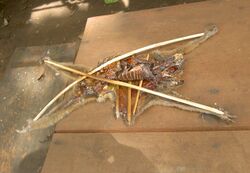 The carcass of a slow loris is cut open and staked out with bamboo pieces