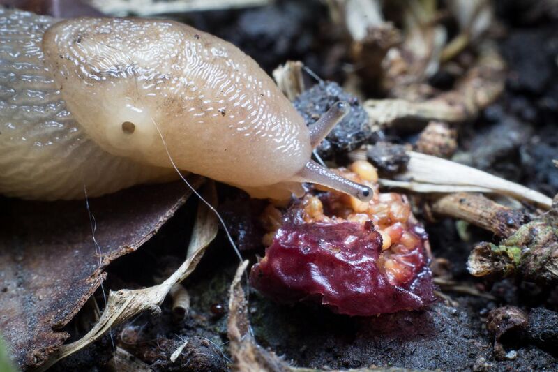 File:Slug feeding on fruit.jpg