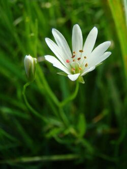 Stellaria palustris.jpg