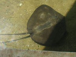 Stingray shark bay.jpg