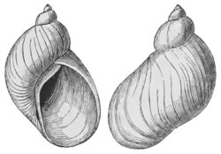 Succinea antiqua.jpg