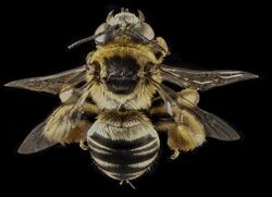 Svastra aegis, F, Back1, GA, Baker County 2015-01-12-14.02.05 ZS PMax (16282300572).jpg