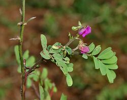 Tephrosia purpurea (Wild Indigo) in Narshapur, AP W IMG 0765.jpg