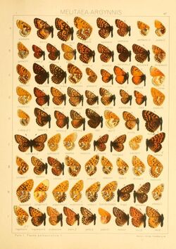 The Macrolepidoptera of the world (Taf. 67) (8145294550).jpg