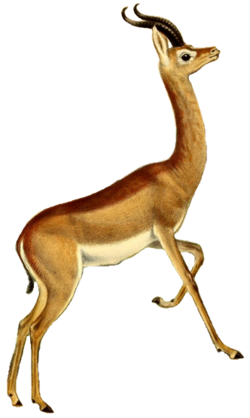 The book of antelopes (1894) Lithocranius walleri (white background).png