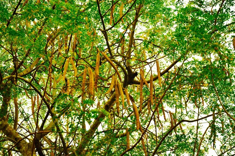 File:The tree and seedpods of Moringa oleifera.JPG