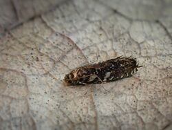 Tinea sphenocosma 166723472.jpg