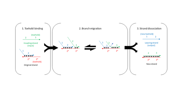 Biology:Toehold Mediated Strand Displacement - HandWiki