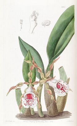 Trichopilia tortilis - Edwards vol 22 pl 1863 (1836).jpg