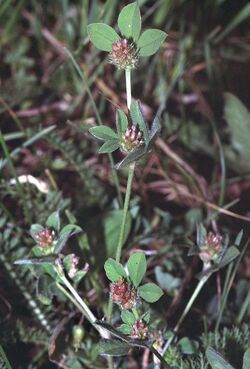 Trifolium striatum1 eF.jpg